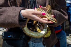 Person in a brown coat holding a yellow-green snake wrapped around their hands.