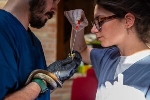 Two veterinary professionals perform a procedure on a snake: one in blue scrubs with gloves holds the snake while the other, wearing safety glasses, uses a syringe slever toward the snake's mouth outdoors.