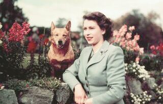 Woman in a light blazer posing with a brown corgi in a flower-filled garden by a stone wall.