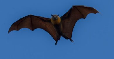Flying bat with yellow neck patches against a clear blue sky